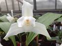 Lycaste virginalis alba